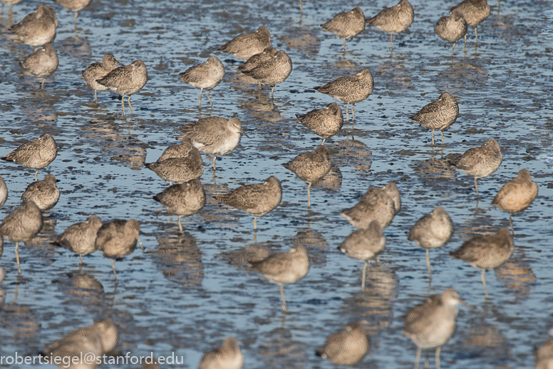 shoreline park